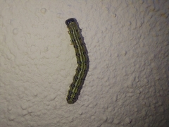 Cydalima perspectalis