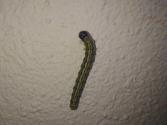 Cydalima perspectalis