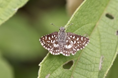 Spialia galba