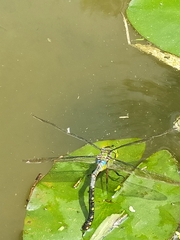 Anax guttatus