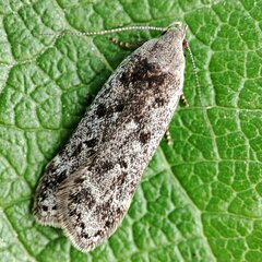 Anacampsis populella