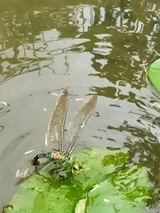 Anax guttatus