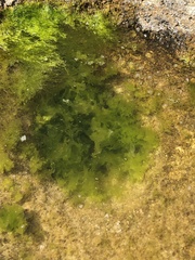 Ulva lactuca