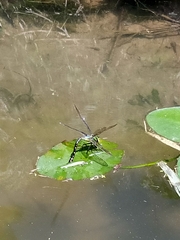Anax guttatus