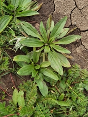 Plantago depressa