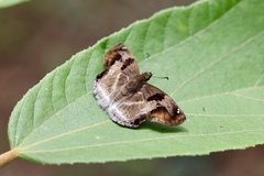 Odontoptilum angulata