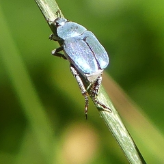 Hoplia coerulea