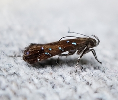 Strobisia iridipennella