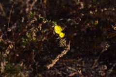 Magnoliopsida