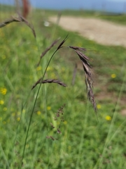 Elymus nutans