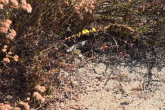 Magnoliopsida