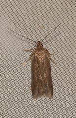 Acompsia cinerella