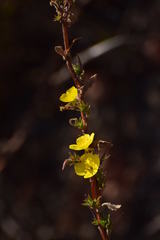 Magnoliopsida