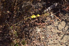 Magnoliopsida