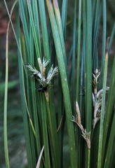 Carex brizoides