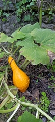 Cucurbita maxima maxima