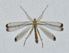 Hylobittacus apicalis