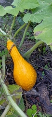 Cucurbita maxima maxima