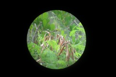 Zosterops japonicus loochooensis