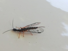 Parainocellia bicolor