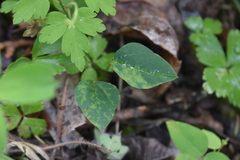 Synchytrium decipiens
