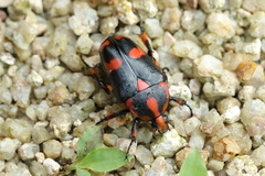 Periphanesthes aurora