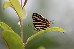 Cigaritis lohita
