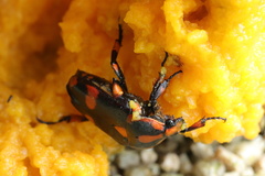 Periphanesthes aurora