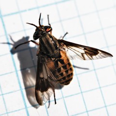 Chrysops coloradensis