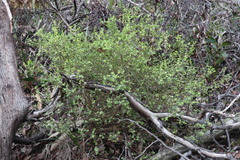 Pimelea hewardiana