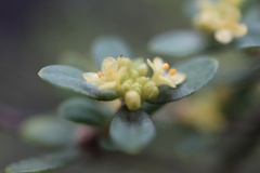 Pimelea hewardiana