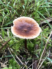 Mycena vinacea