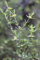 Pimelea hewardiana