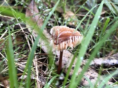 Mycena vinacea