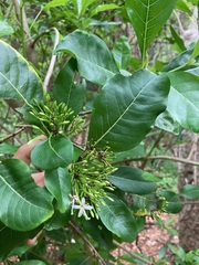 Pavetta australiensis