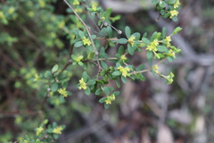 Pimelea hewardiana