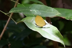 Yasoda tripunctata