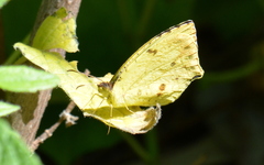 Abaeis salome jamapa