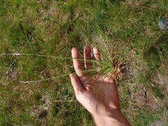 Juncus squarrosus