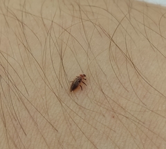 Coccinellidae