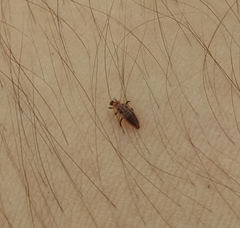 Coccinellidae