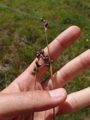 Juncus squarrosus