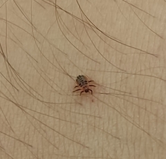 Coccinellidae