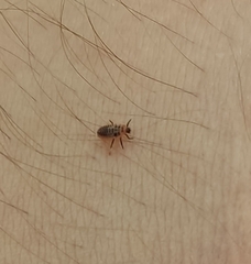 Coccinellidae