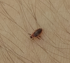 Coccinellidae