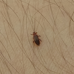 Coccinellidae