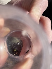 Afronycha albolateralis