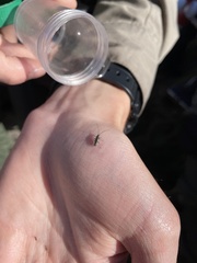 Afronycha albolateralis