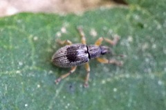 Kalcapion semivittatum