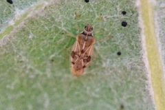Monosteira unicostata